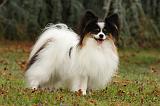 EPAGNEUL PAPILLON 033